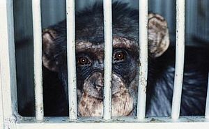 PETA denuncia: Chimpanzé aterrorizada em vida