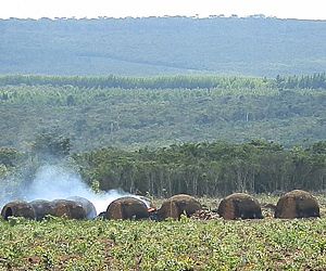 Divulgados novos dados sobre o desmatamento da Mata Atlântica 