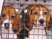 Desvirtuado Projeto de Lei de testes em animais