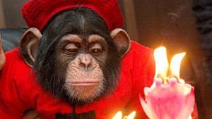 A inteligência dos chimpanzés