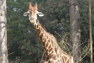Zoo de BH continua no limite da irresponsabilidade