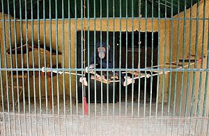Mais um chimpanzé do Líbano é transferido 