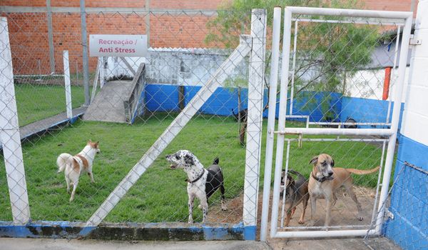 Zoonozes de Indaiatuba registra 1.340 castrações no 1º semestre