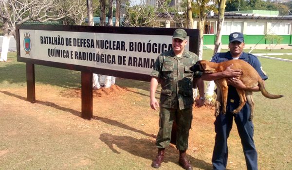 Canil Municipal de Itu recebe doação de cão da Marinha do Brasil