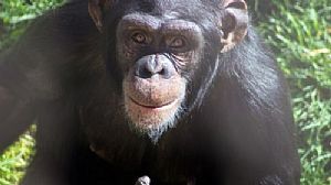 Polêmica na Argentina: os chimpanzés têm direitos?