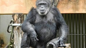 Chimpanzé Blackie poderá viver em Sorocaba