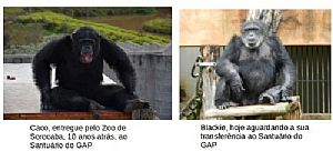 Blackie: Escreva para o Prefeito de Sorocaba