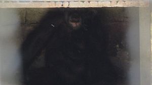 Chimpanzé sem nome, isolado e sob o sol