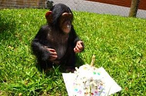 César: o mais humano de todos os não-humanos