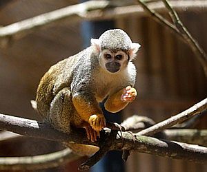 Zoológico Particular: na contramão da história