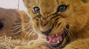 Mexico tira animais de circos