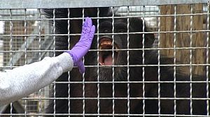 Chimpanzés nos Estados Unidos