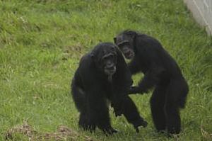 Alex: um chimpanzé apaixonado