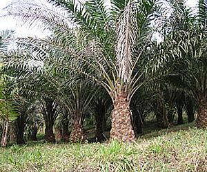 Plantação: árvores de óleo de palma invadem África