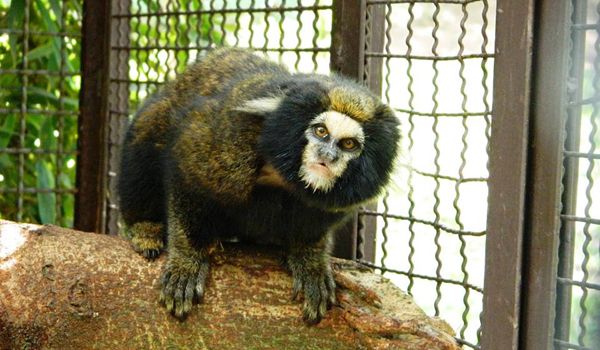 Conheça "Taiô", um saguizinho precioso acolhido pelo Projeto Mucky