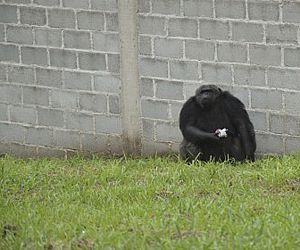 Disputa por um túnel