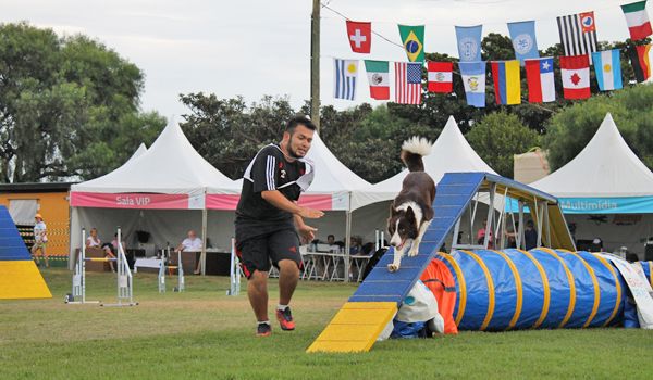 XV Copa Américas & Caribe transforma Itu em um grande palco de agility