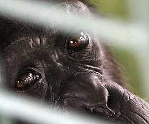 1º Habeas Corpus Norte-Americano para chimpanzés