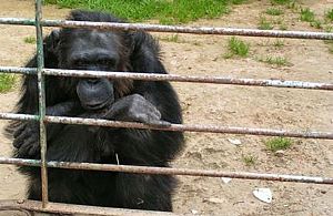 Zoológicos na antessala da morte