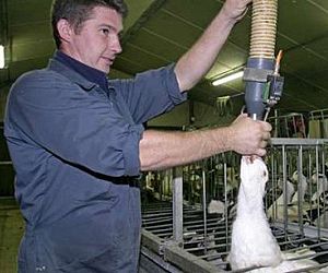 A Lei do Foie Gras