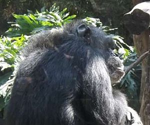 Fim da negociação de chimpanzés entre zoológicos