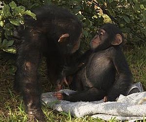 2050: Existirão chimpanzés?