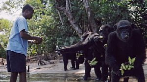Crime na Libéria: chimpanzés abandonados