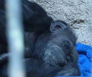 O drama de uma chimpanzé abandonada