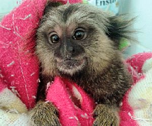 Bebê sagui ganha pais adotivos e se recupera no Projeto Mucky, em Itu