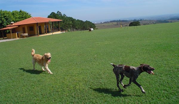 Especialista aponta sintomas de cães com problemas emocionais