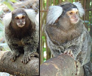 Projeto Mucky acolhe dois novos saguis de tufo branco