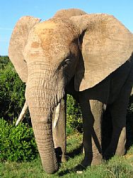 Elefante da Sorte