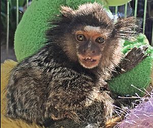 Blankyta: Conheça a história da saguizinha leucística do Projeto Mucky