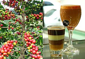 Café Gourmet x Café Comum: Você sabe a diferença?