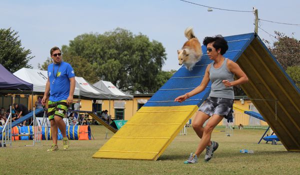 XVIII Brasileiro de Agility tem início com etapas acirradas em Itu