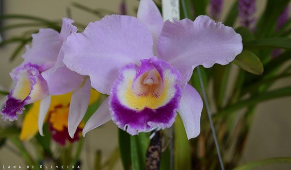 44ª Exposição de Orquídeas de Sorocaba celebra a primavera