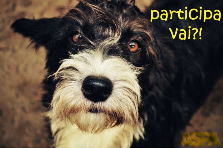 ASPA Itu cria nova "Vakinha" em prol dos animais