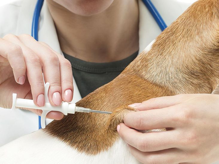 Microchip: segurança e modernidade na identificação de animais