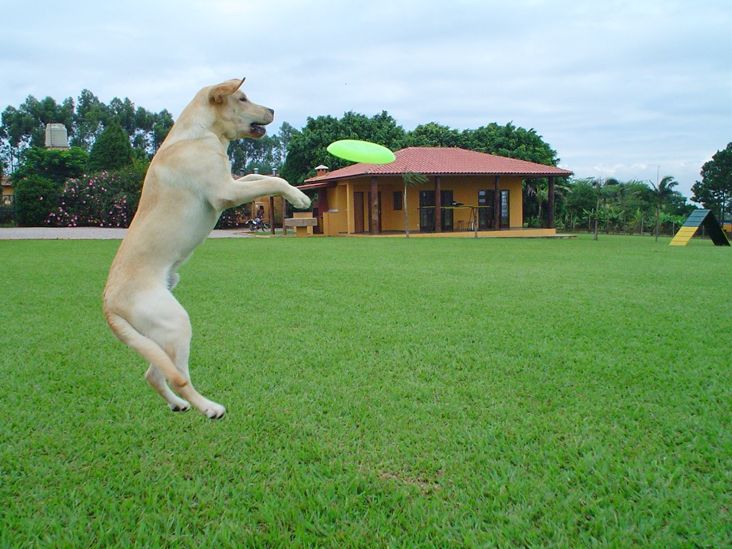 Planeje as férias do seu pet no Clube de Cãompo em Itu