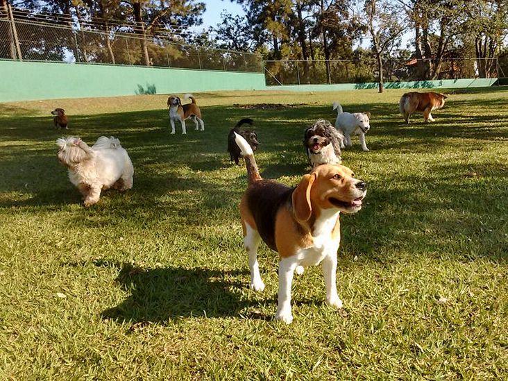 Clube de Cãompo é opção segura e confortável para os pets no Carnaval