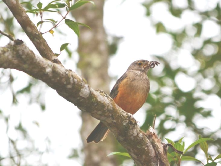 Museu da Energia promove bate-papo e saída para observação de aves