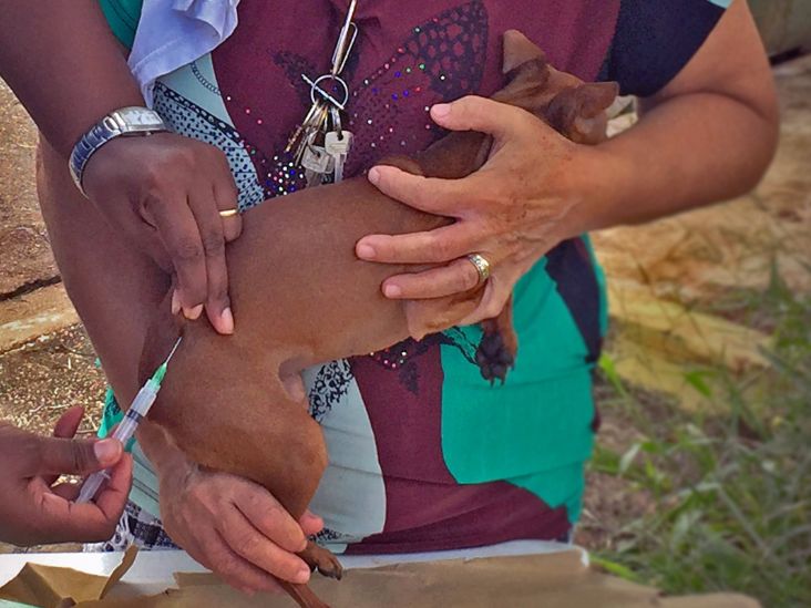 Vacinação Antirrábica na região do Pirapitingui ocorrerá em dezembro