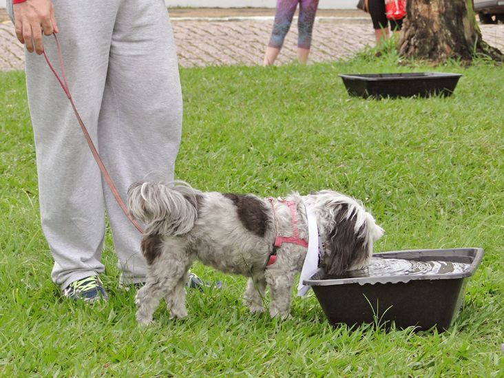 CRMV-SP alerta sobre cuidados com os animais em dias de forte calor