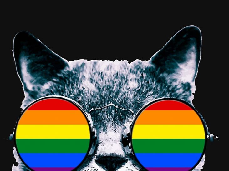 Homofobia, Racismo e o balaio de gatos