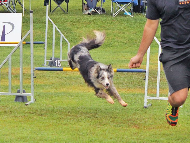 Itu sedia 1ª edição do American Agility Open 2019 na próxima semana