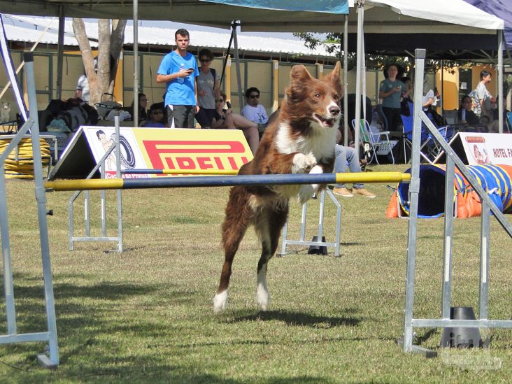 Para quem ama cães, não perca o Agility nesse fim de semana