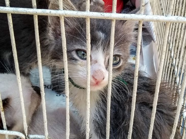 Próxima edição da Feira de Adoção de Felinos e Caninos ocorre sábado