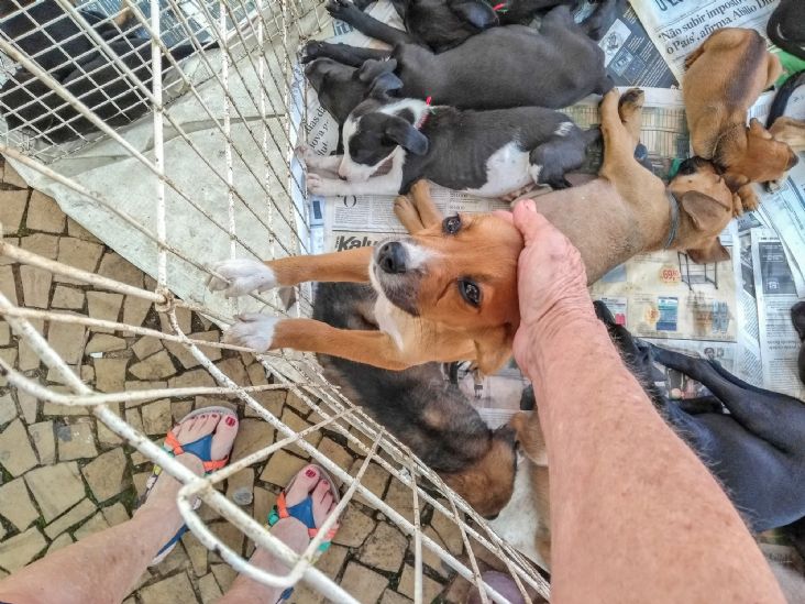 Itu tem Feira de Adoção de Felinos e Caninos neste sábado