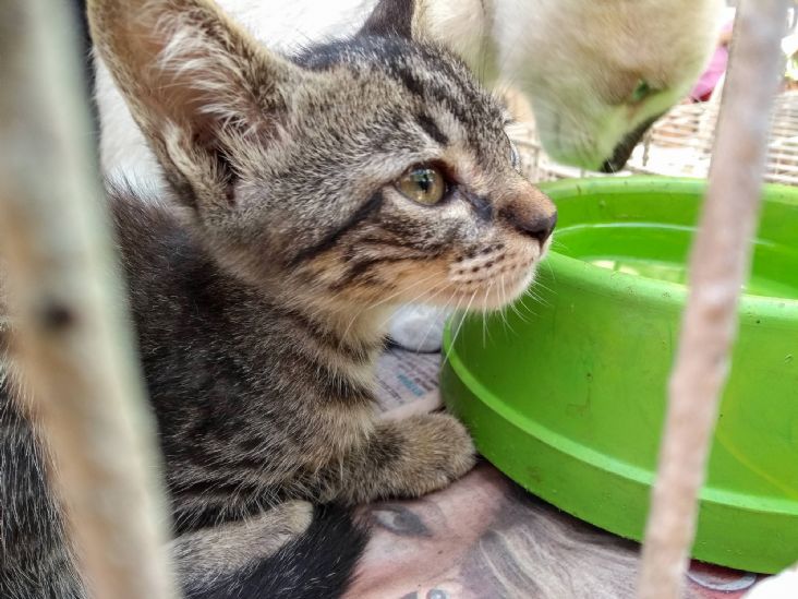 Feira de Adoção de Felinos e Caninos em Itu será neste sábado