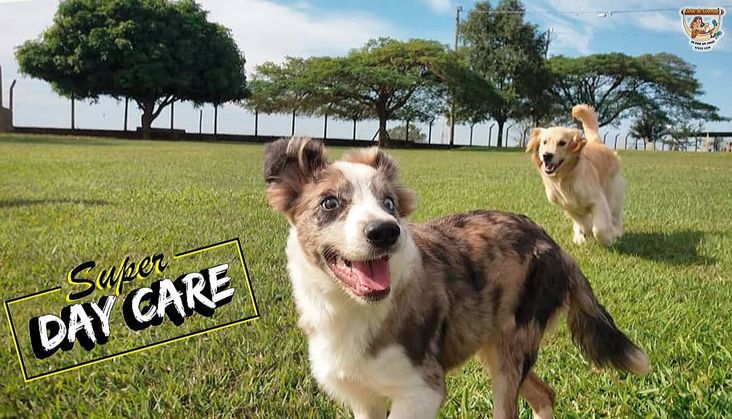 Clube de Cãompo promove "Super Day Care"